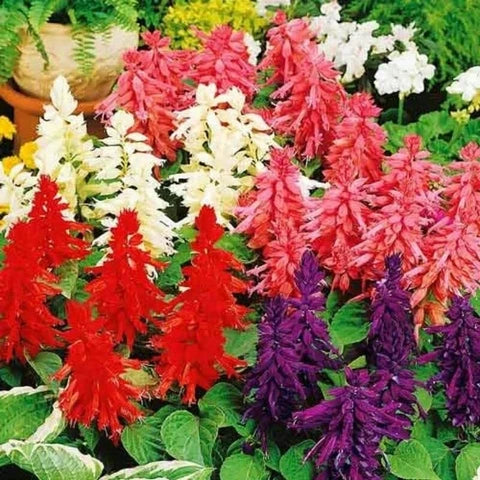 Salvia Mix (Hybrid Seeds)