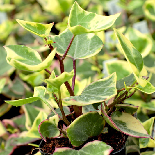 English Ivy (With Soil, Plant & Pot)