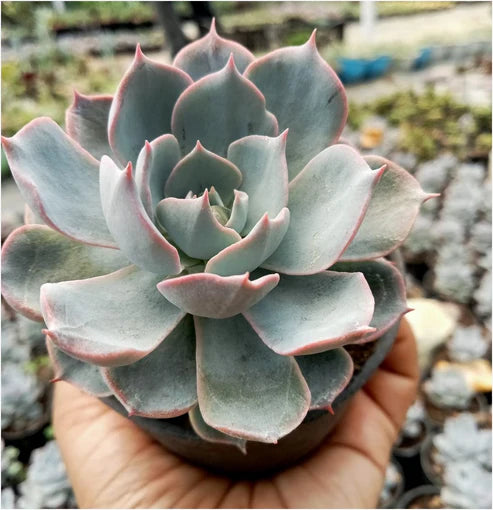 Echeveria Sky Blue (With Soil, Plant & Pot)