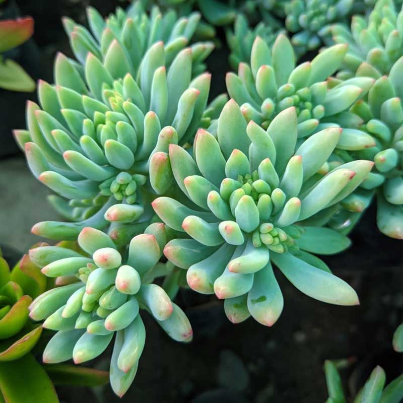 Echeveria - Blue Elf (With Soil, Plant & Pot)