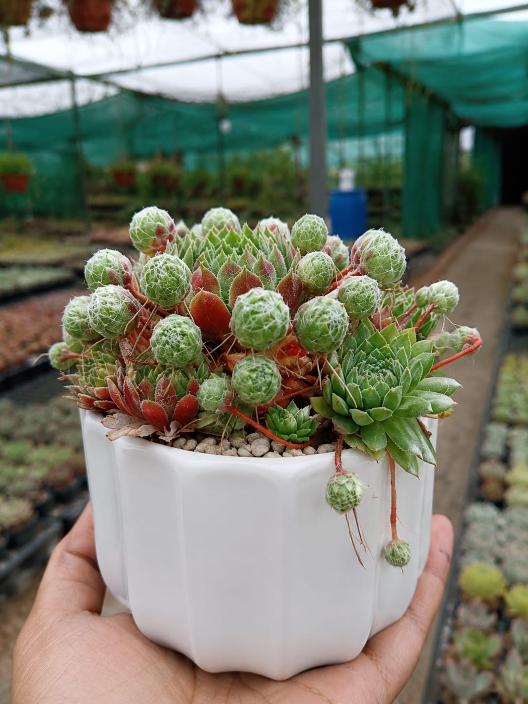 Sempervivum Hens and Chicks (Bare Rooted)