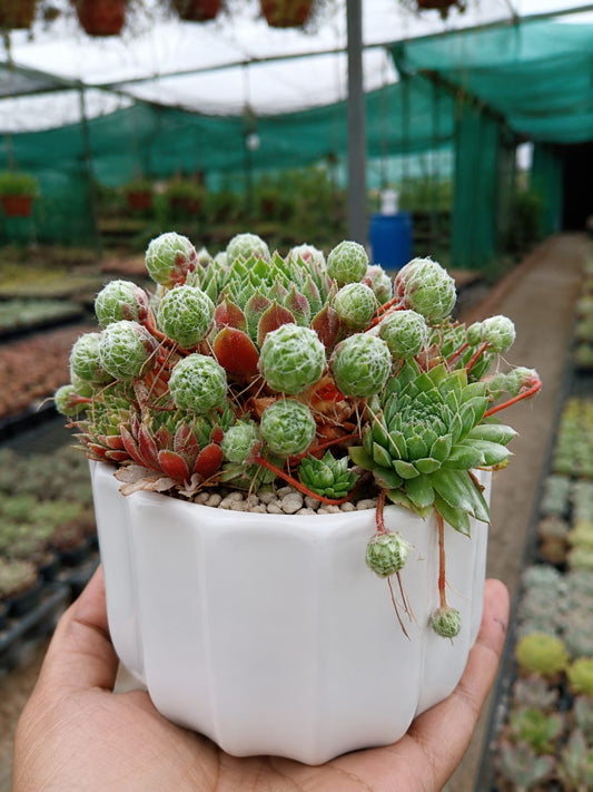Sempervivum Hens and Chicks (Bare Rooted)