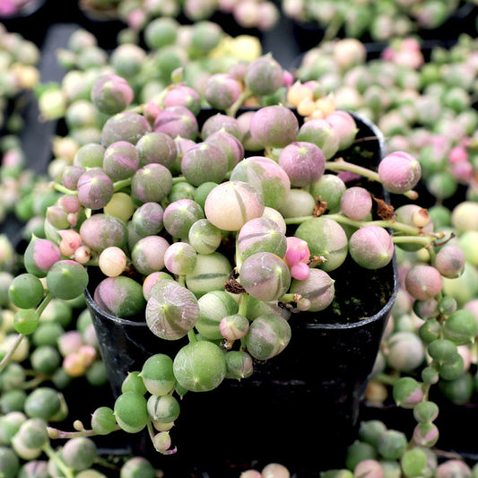Variegated String of Pearls (With Soil, Plant & Pot)
