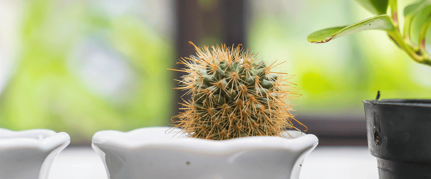 Buy Cactus Plants Bare Rooted Kumaun Plants