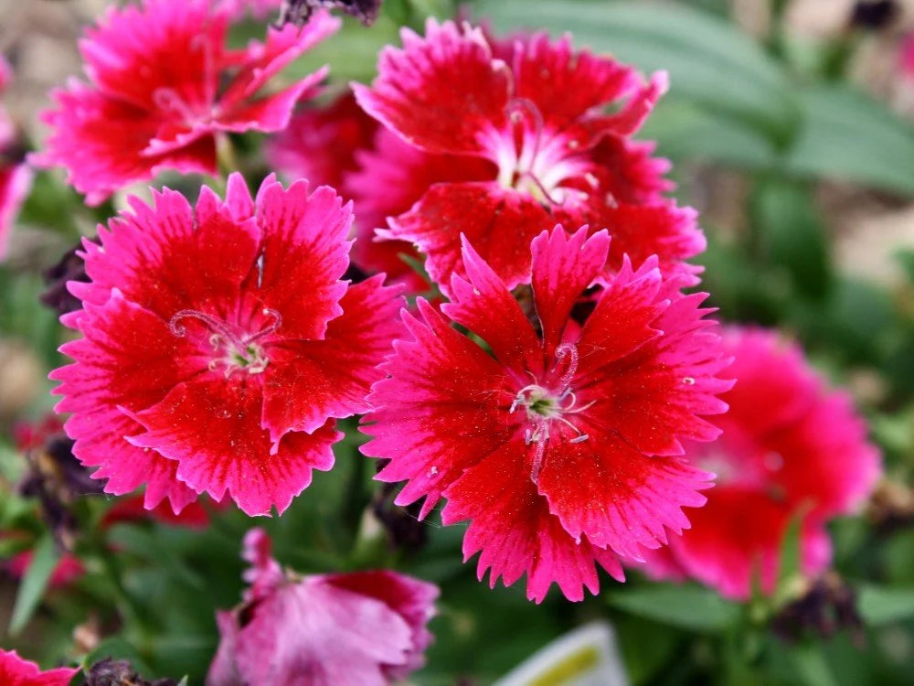 Dianthus (Hybrid Seeds)