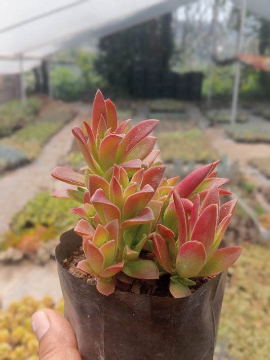 Crassula Capitella Thumb (Bare Rooted)
