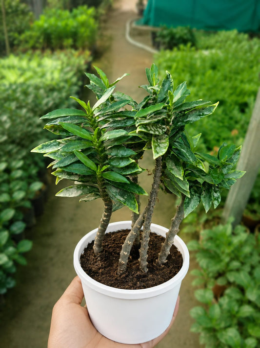 Zigzag Plant  (Bare Rooted)