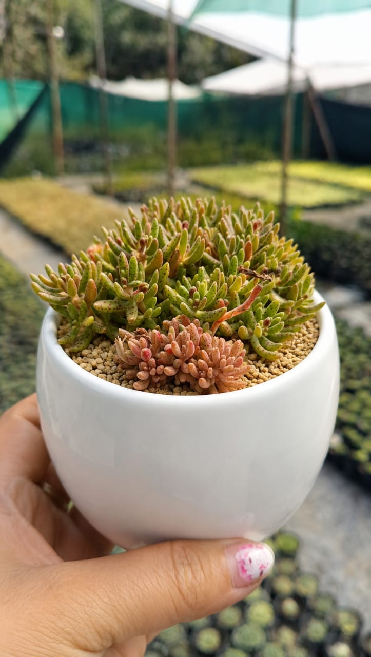 Crassula Humbert (With Soil, Plant & Pot)