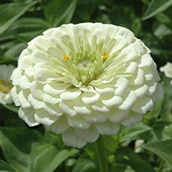 ZINNIA WHITE OPEN POLLINATED SEEDS (25-30 SEEDS)