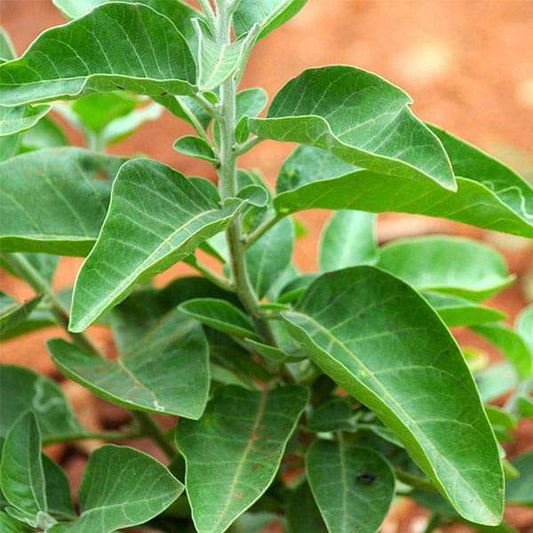 Buy Ashwagandha Herb Seeds Online (PACK OF 40-50 SEEDS)