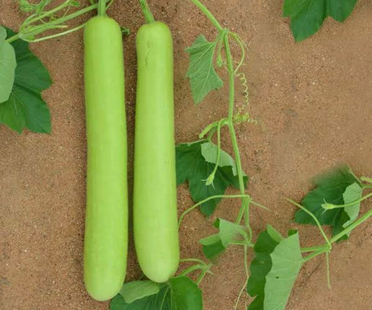 Buy Bottle Gourd (Long) Vegetable Hybrid Seeds Online (PACK OF 15 SEEDS)
