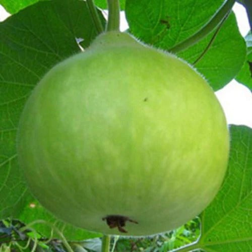 Buy Bottle Gourd (Round) Vegetable Hybrid Seeds Online (PACK OF 15 SEEDS)