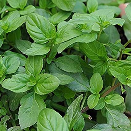 Buy Basil - Mint Herb Seeds Online (PACK OF 50 SEEDS)