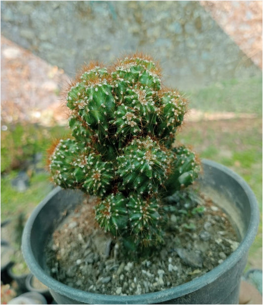 Buy Boxer Cactus Seeds Online (With Soil, Plant & Pot)
