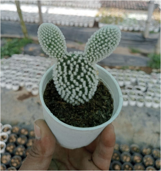 Buy Bunny Ear White Cactus Seeds Online (With Soil, Plant & Pot)