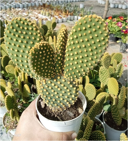 Buy Bunny Yellow Ear Cactus Seeds Online (With Soil, Plant & Pot)