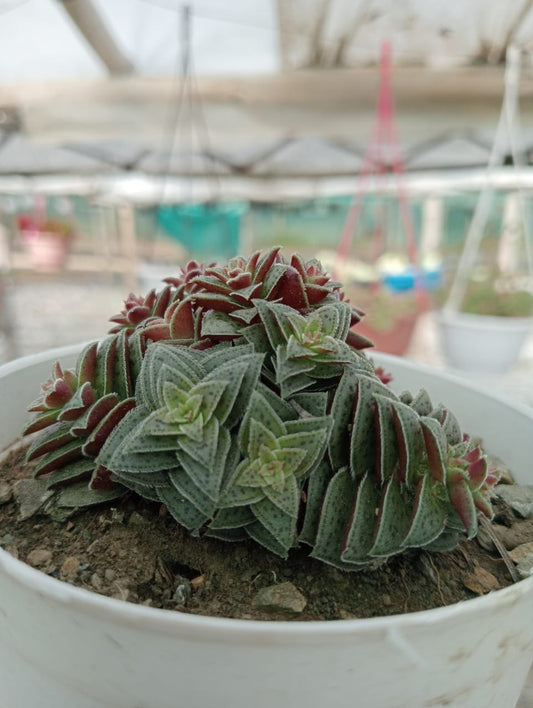 Callisia Navicularis (With Soil, Plant & Pot)