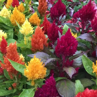 CELOSIA MIX OPEN POLLINATED (PACK OF 100 SEEDS)