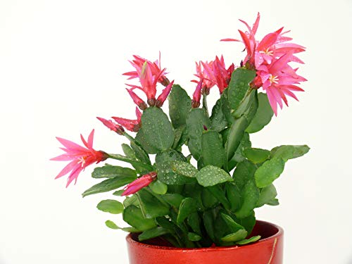 Christmas Cactus Pink (Bare Rooted)