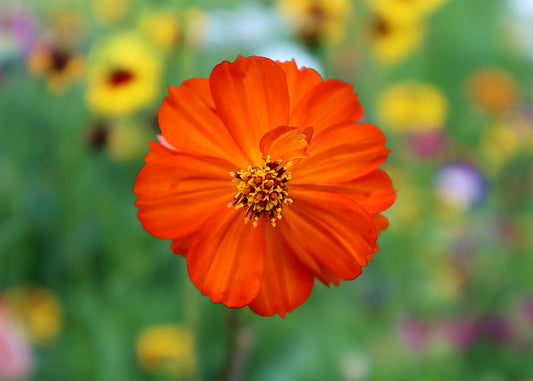COSMOS ORANGE OPEN POLLINATED (PACK OF 25-30 SEEDS)