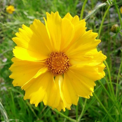 COSMOS YELLOW OPEN POLLINATED (PACK OF 25-30 SEEDS)