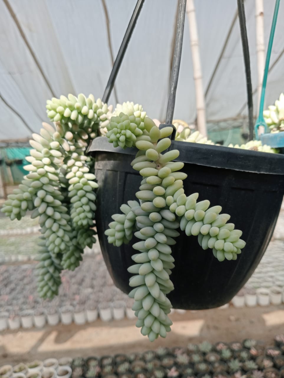 Donkey Tail (With Soil, Plant & Pot)