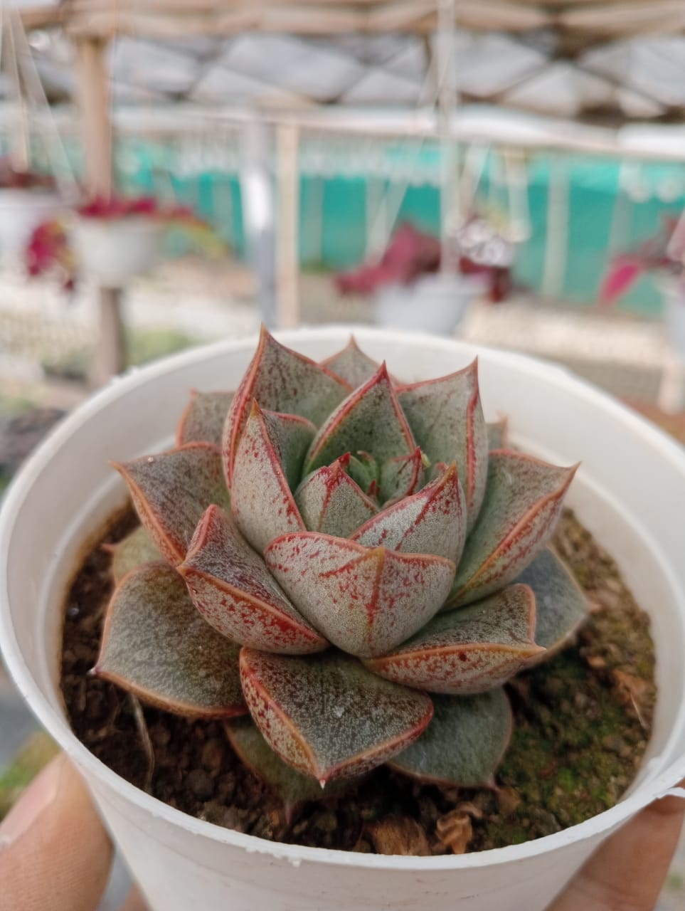 Echeveria Dionysos (With Soil, Plant & Pot)