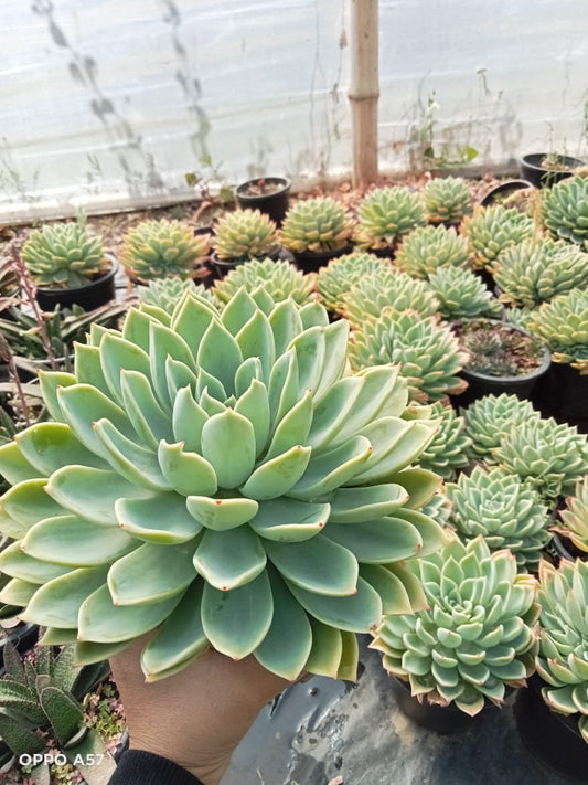 Echeveria Elegans (With Soil, Plant & Pot)