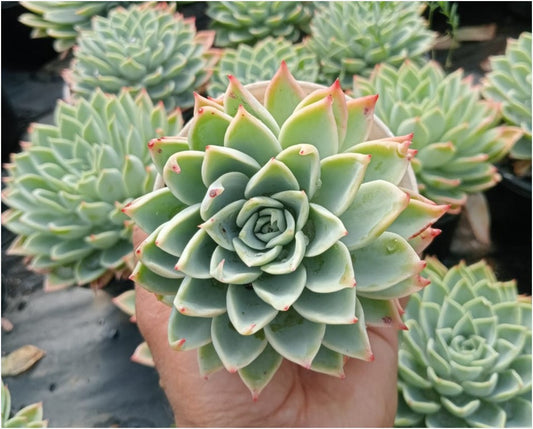 Echeveria Pansy (With Soil, Plant & Pot)