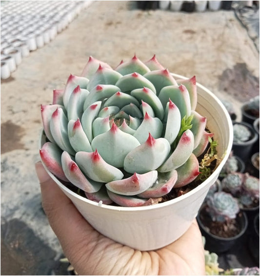 Echeveria Pink Border (With Soil, Plant & Pot)