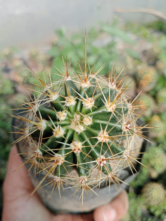 Echinocactus Grusonii (With Soil, Plant & Pot)