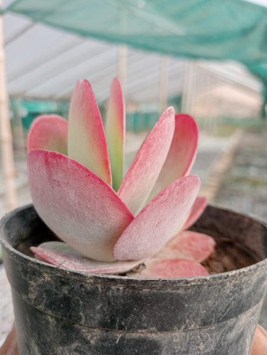 FLAPJACK KALANCHOE (With Soil, Plant & Pot)