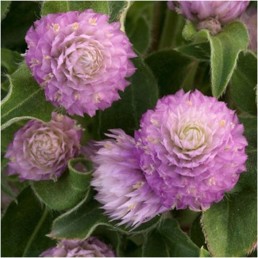 GOMPHRENA - PINK OPEN POLLINATED SEEDS (PACK OF 40 SEEDS)