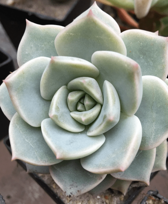 Graptoveria Titubans - Blue Lotus (With Soil, Plant & Pot)