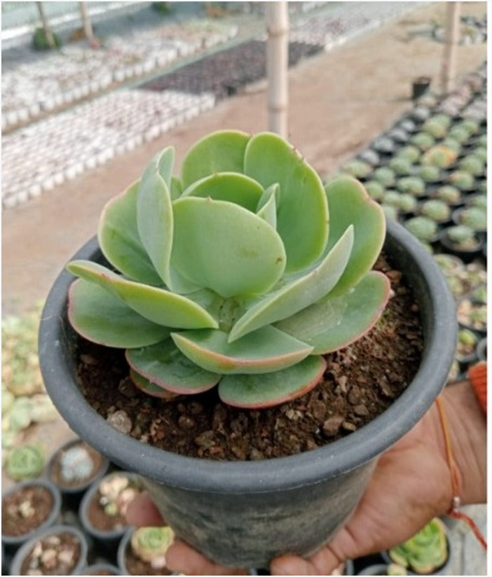Kalanchoe Thyrsiflora (With Soil, Plant & Pot)
