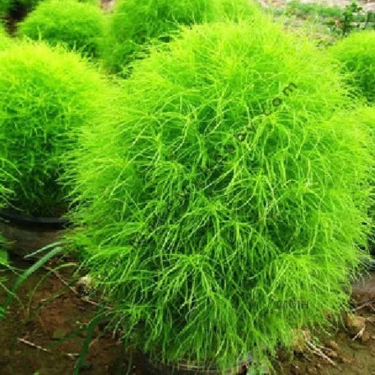 KOCHIA BUSH OPEN POLLINATED (PACK OF 100 SEEDS)