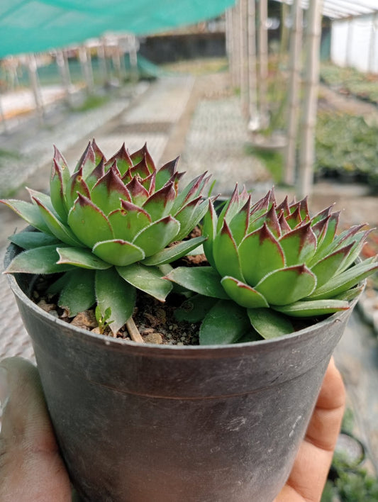 Laxmi Kamal (With Soil, Plant & Pot)