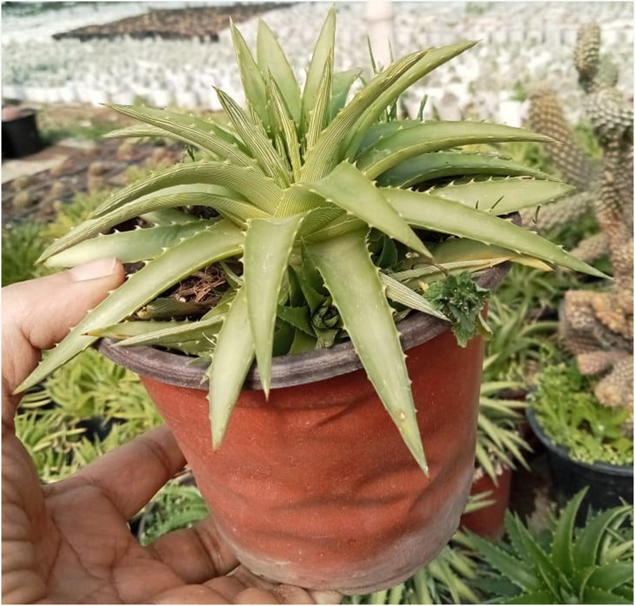 Light Green Aloe (With Soil, Plant & Pot)