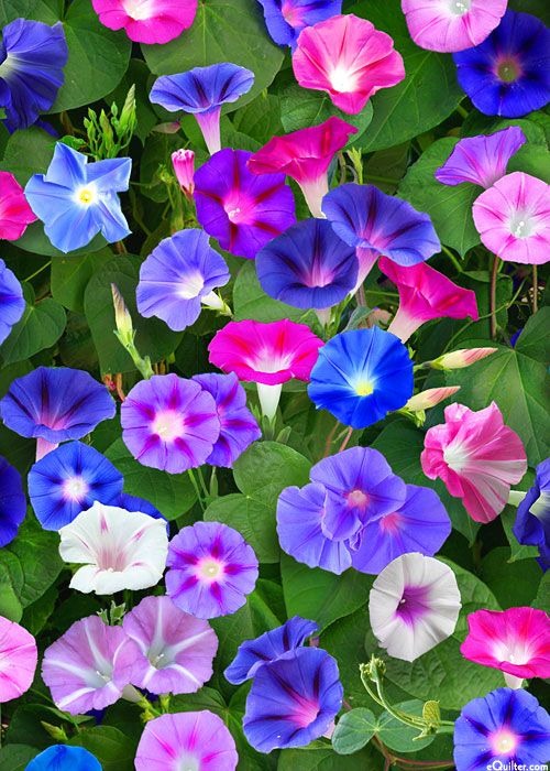 MORNING GLORY MIX F3 HYBRID (PACK OF 15-20 SEEDS)