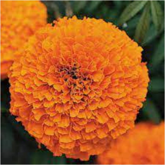 MARIGOLD  - SUMMER SAUGAAT OPEN POLLINATED (PACK OF 40 SEEDS)