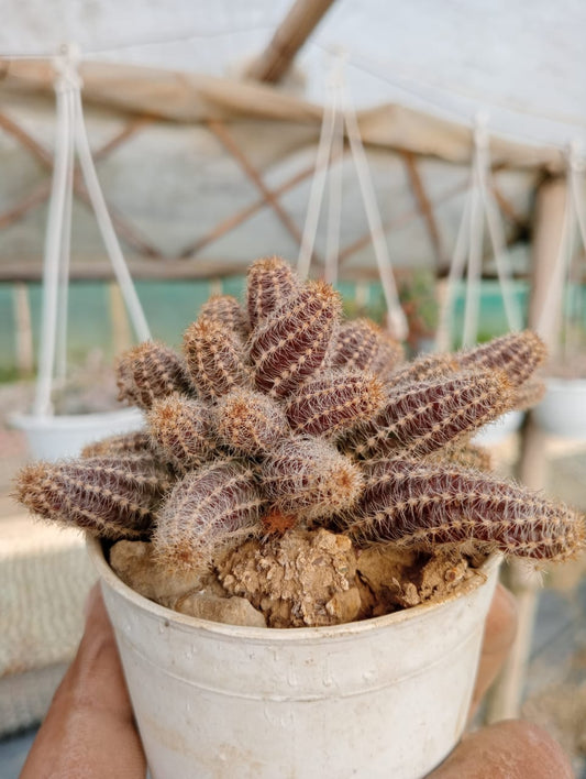 Peanut Cactus (Bare Rooted)