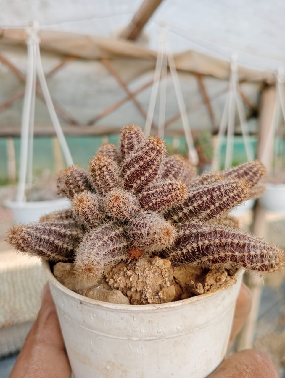 Peanut Cactus (With Soil, Plant & Pot)