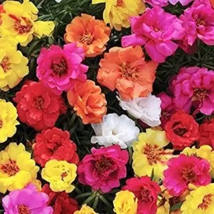 PORTULACA DOUBLE (9 O CLOCK) OPEN POLLINATED (PACK OF 100 SEEDS)