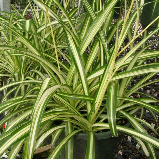 Spider Plant (With Soil, Plant & Pot)