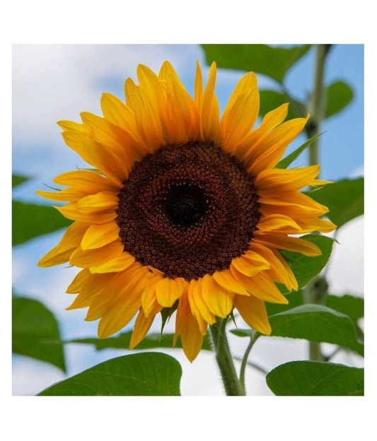 Sunflower - Russian F3 HYBRID (PACK OF 15 SEEDS)
