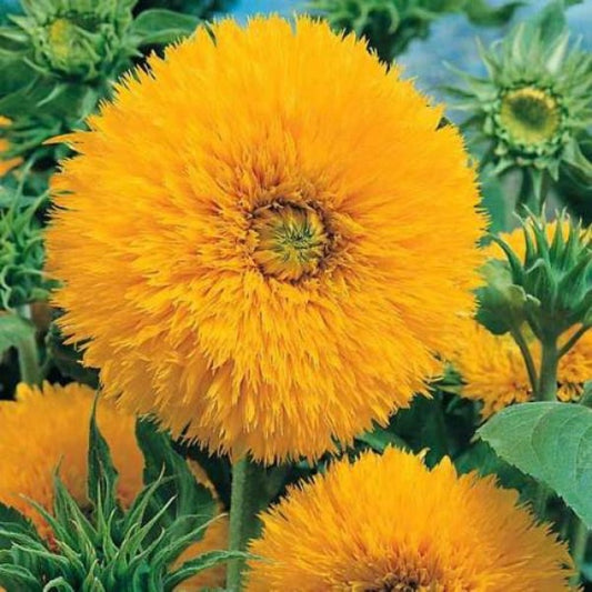 Sunflower (Sungold) F3 HYBRID (PACK OF 15 SEEDS)