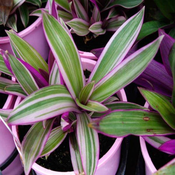 TRADESCANTIA PINK (Bare Rooted)