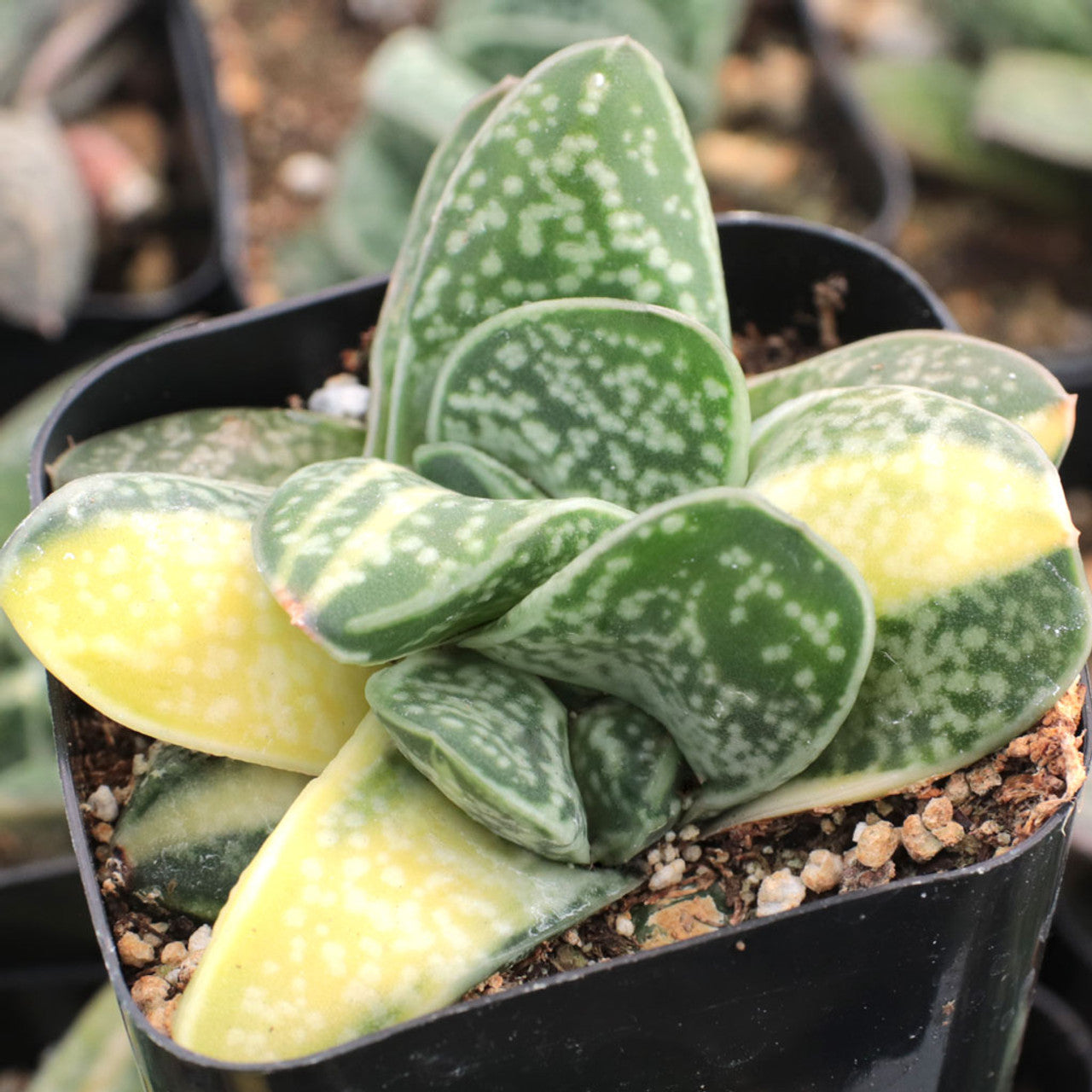 Variegated Gasteria (Bare Rooted)
