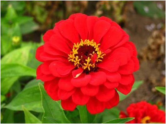 ZINNIA RED OPEN POLLINATED (PACK OF 25-30 SEEDS