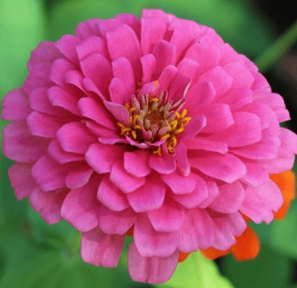 Zinnia Pink OPEN POLLINATED (PACK OF 25-30 Seeds)